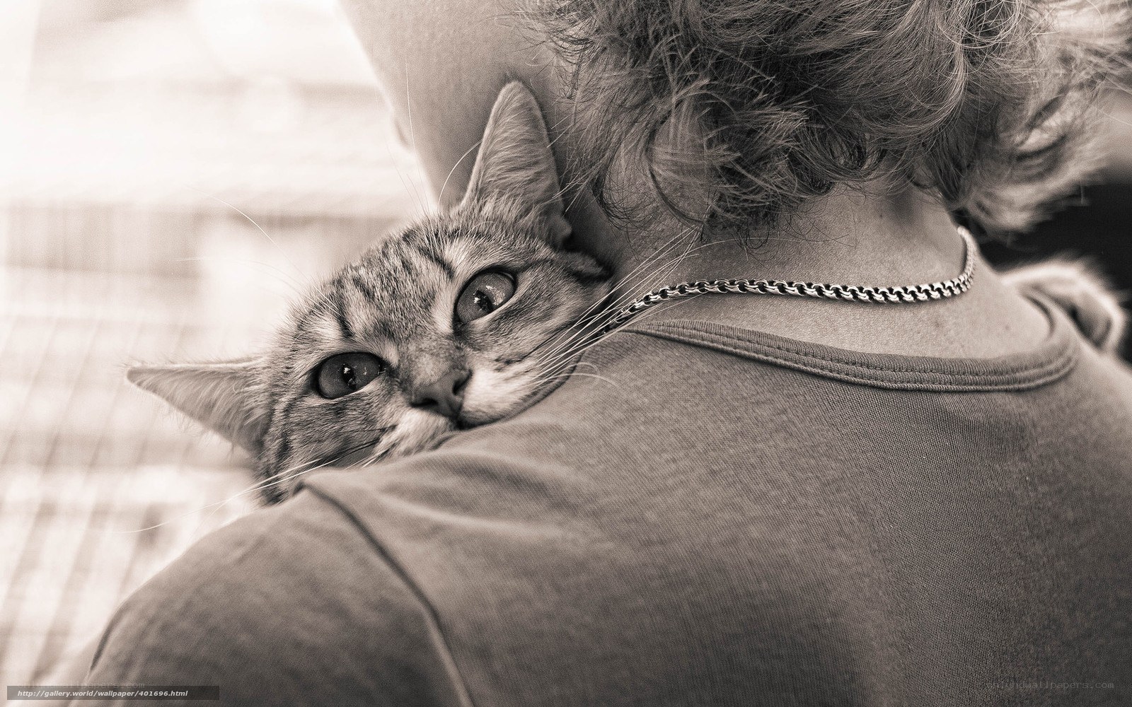 cat resting on person's shoulder