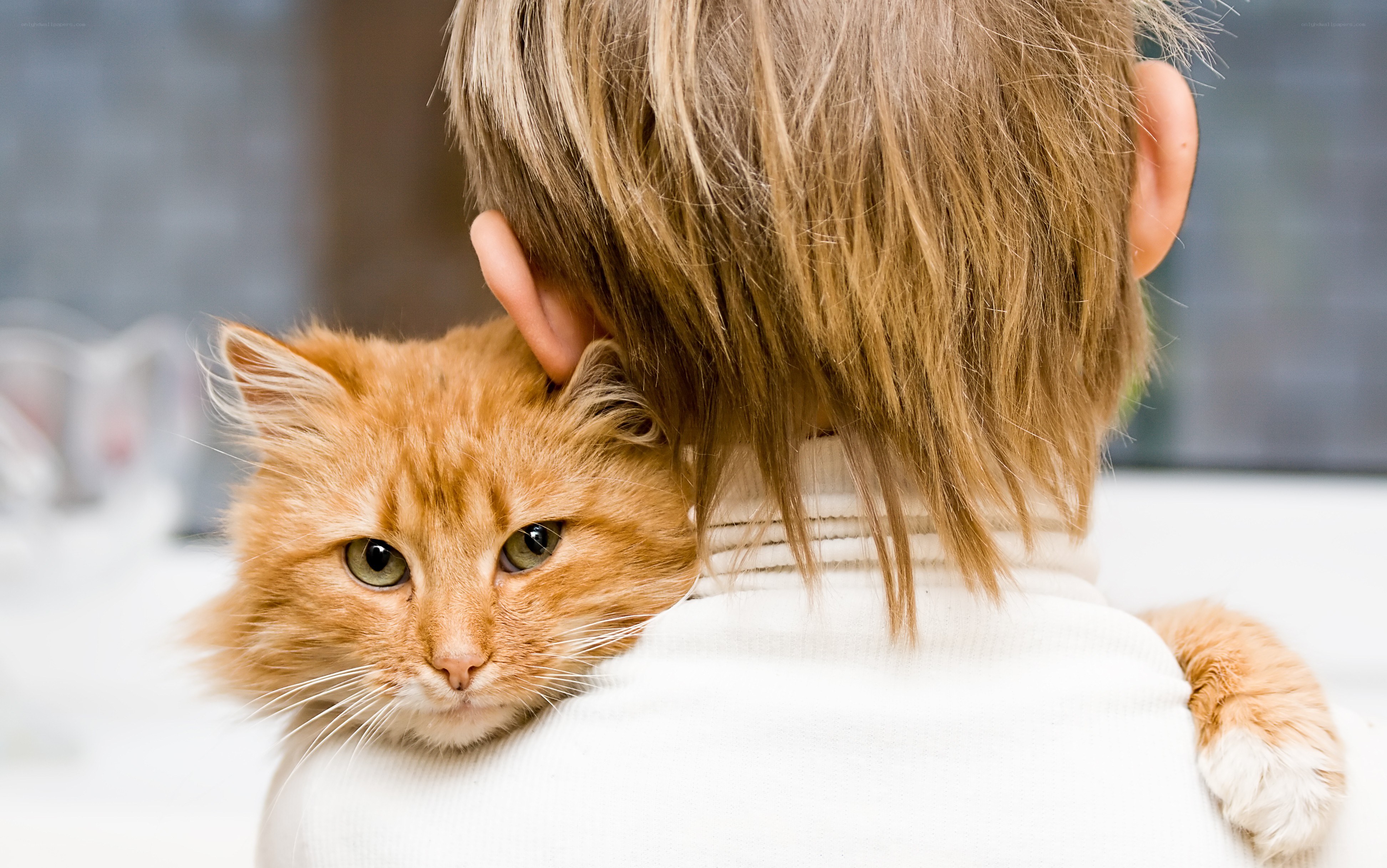 cat resting on person's shoulder