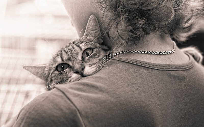 cat resting on person's shoulder
