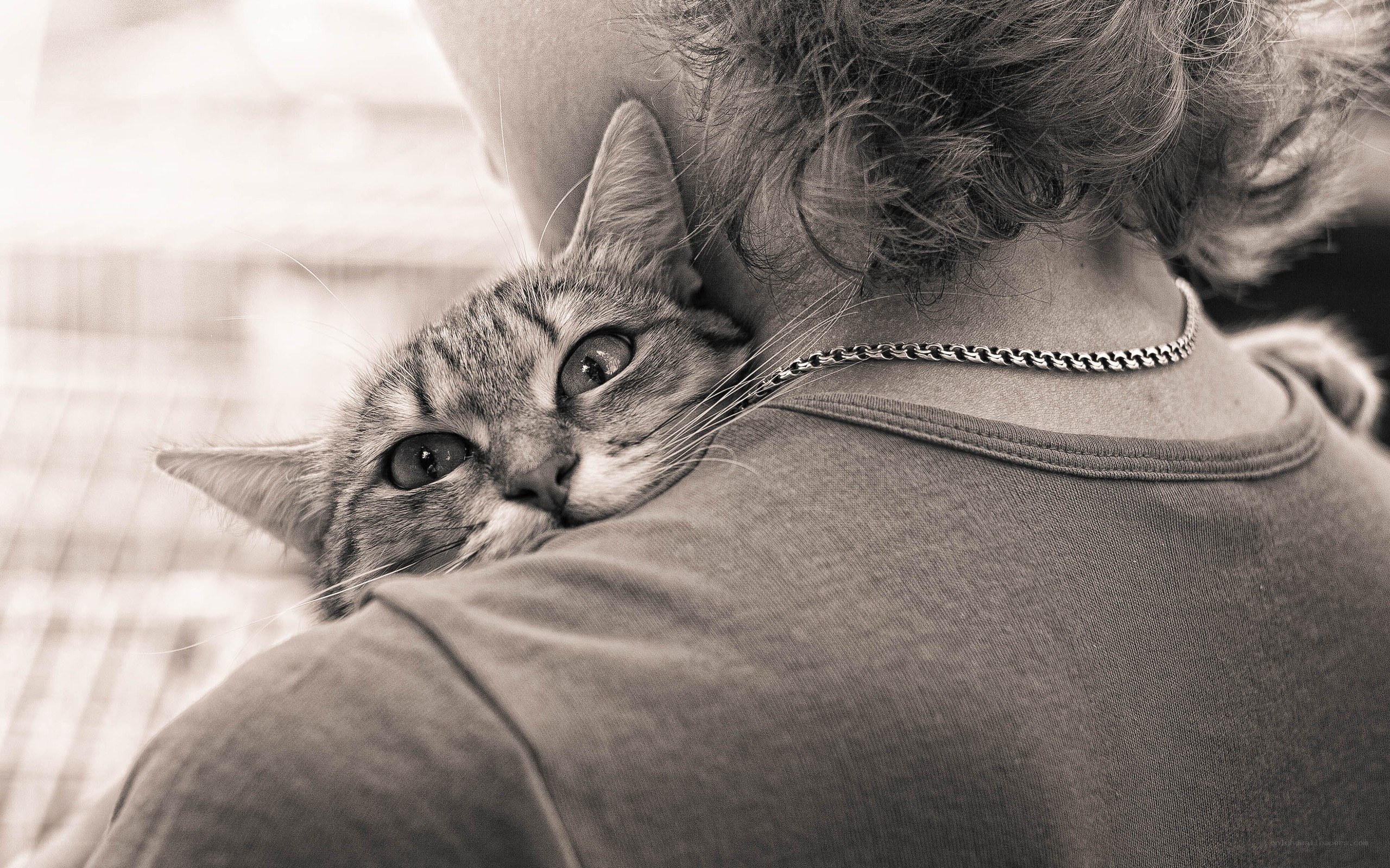 cat resting on person's shoulder