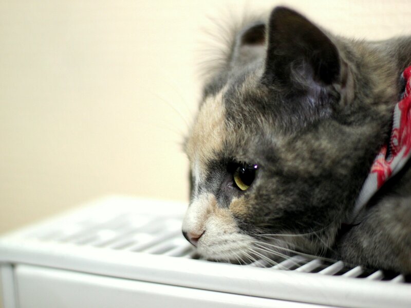 cat resting on radiator
