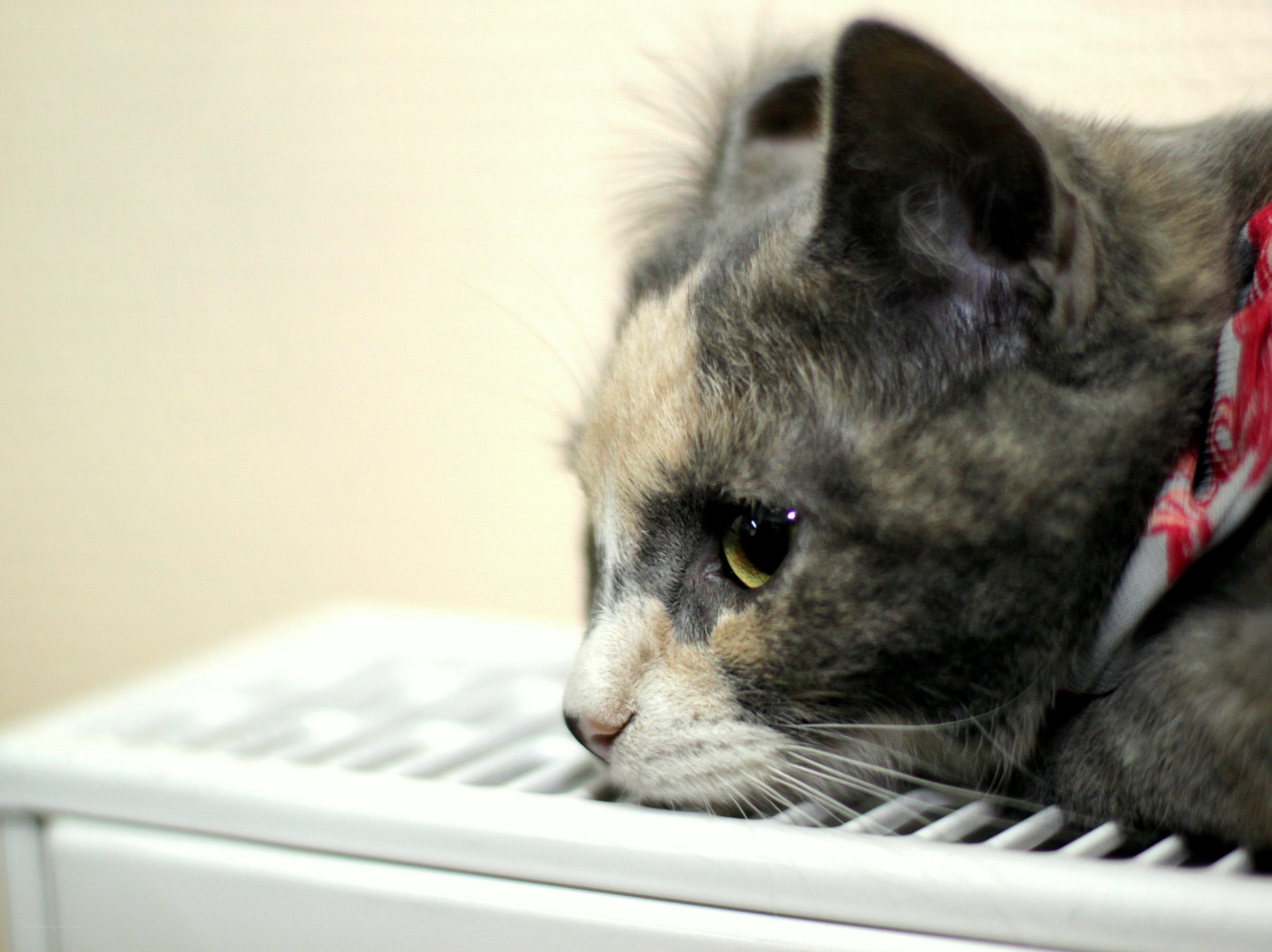 cat resting on radiator