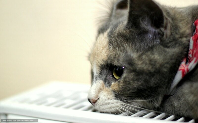 cat resting on radiator