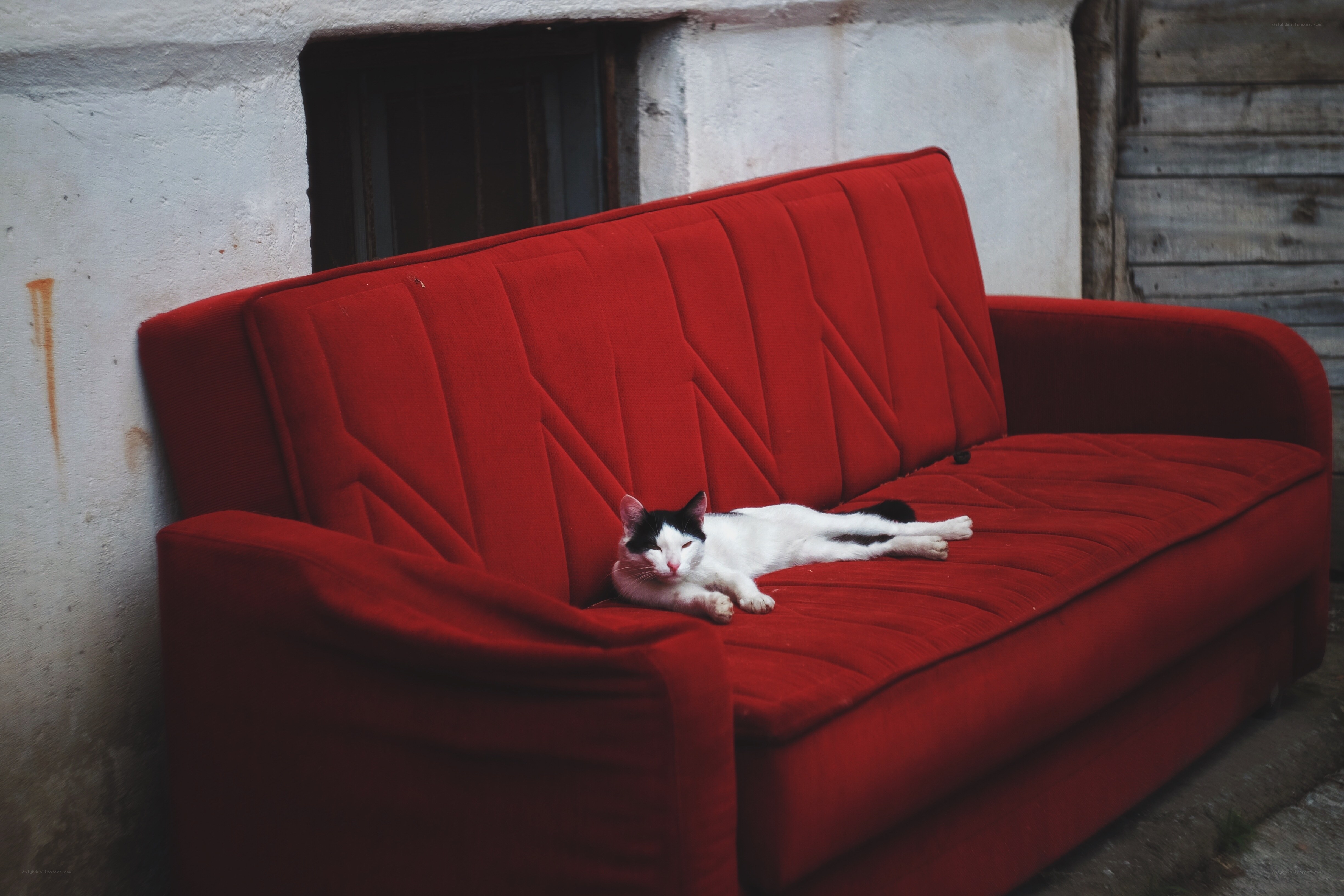 Cat resting on red couch