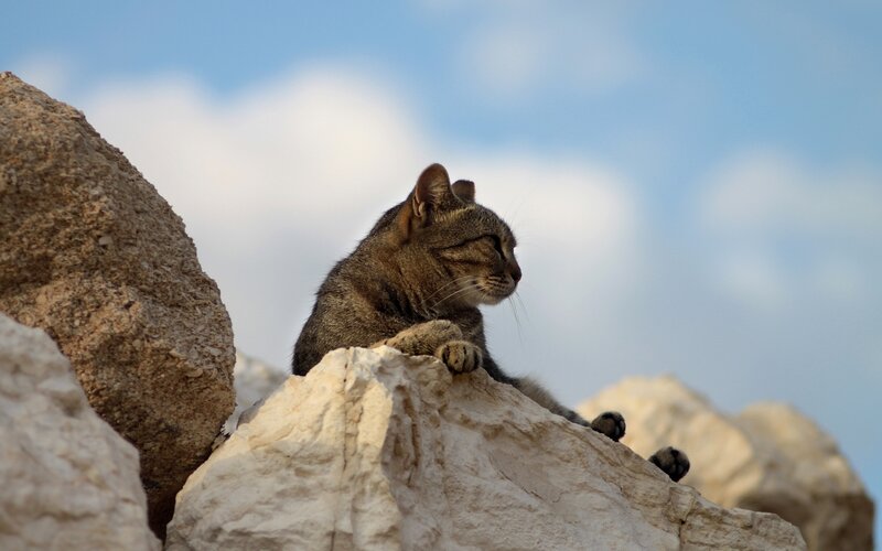 cat resting on rocks