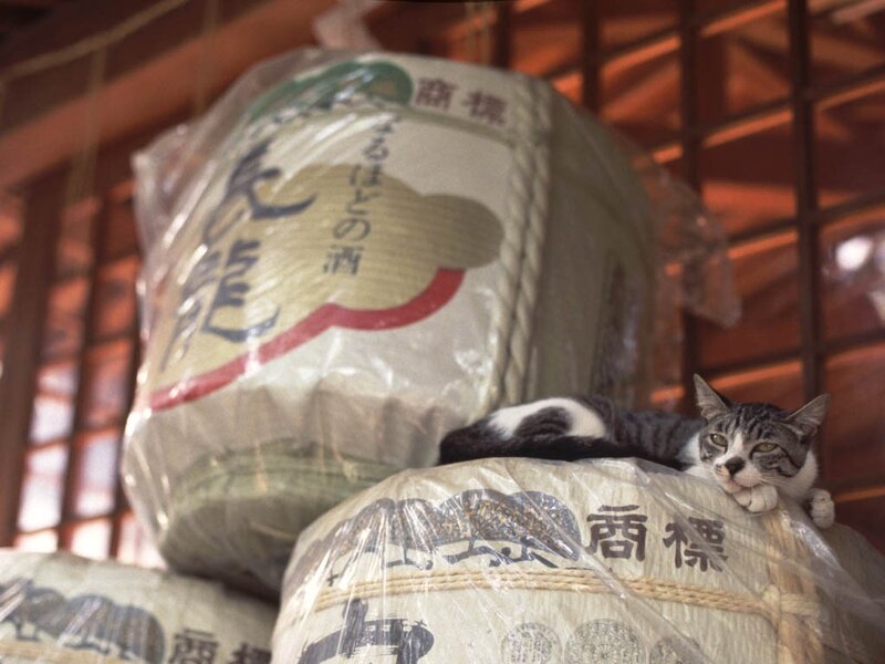 cat resting on sake barrels