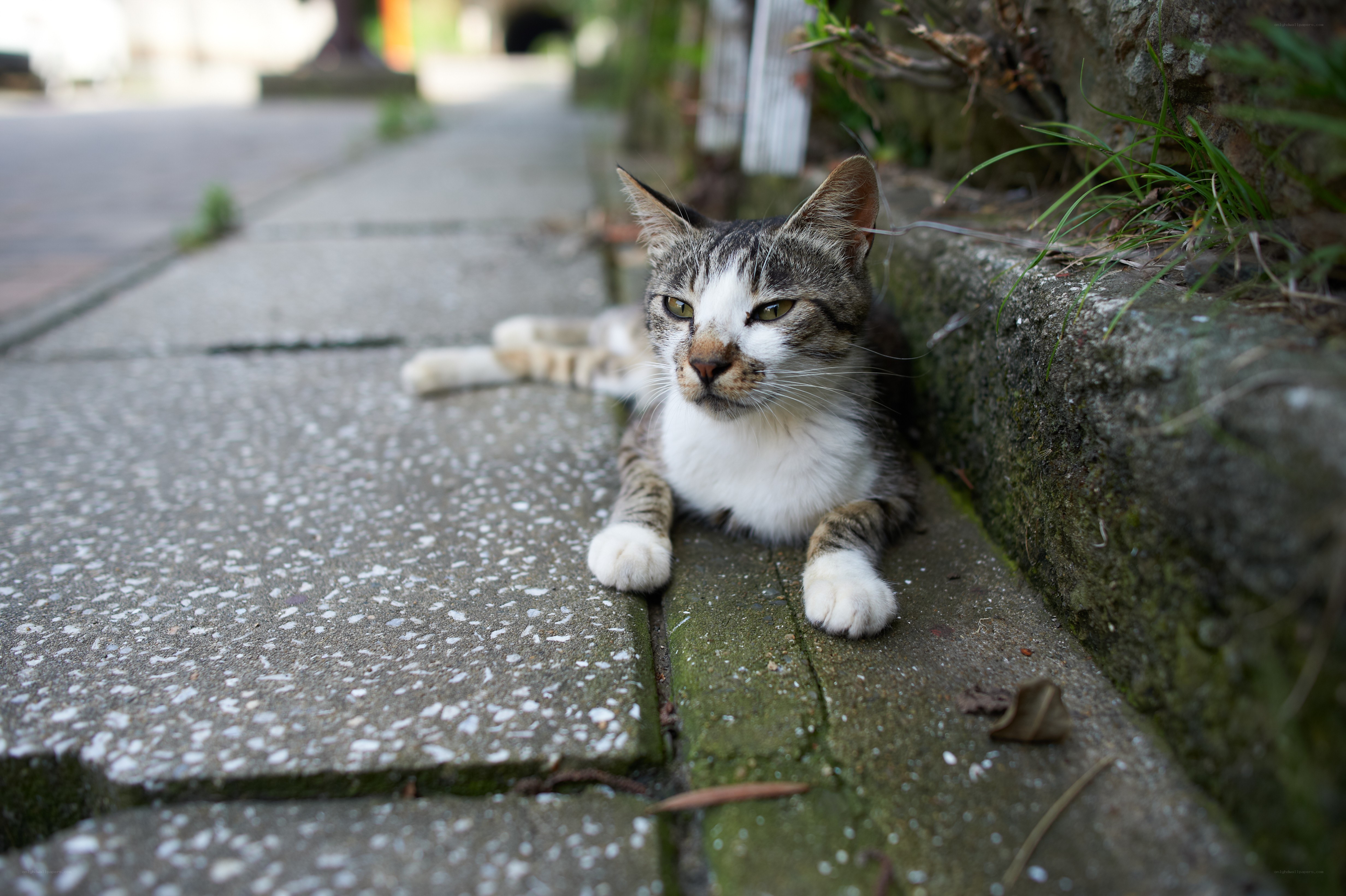 cat resting on sidewalk