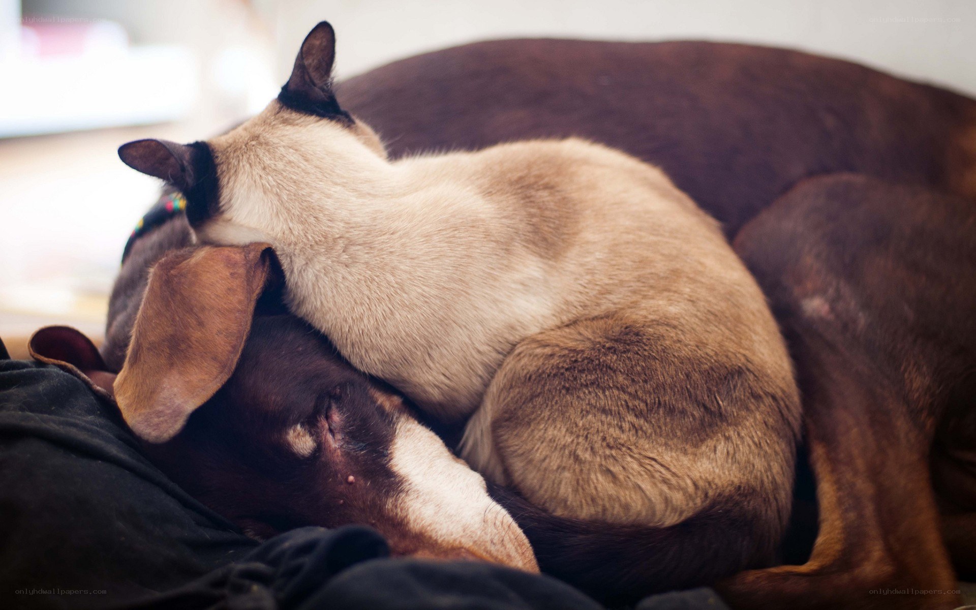 Cat resting on sleeping dog