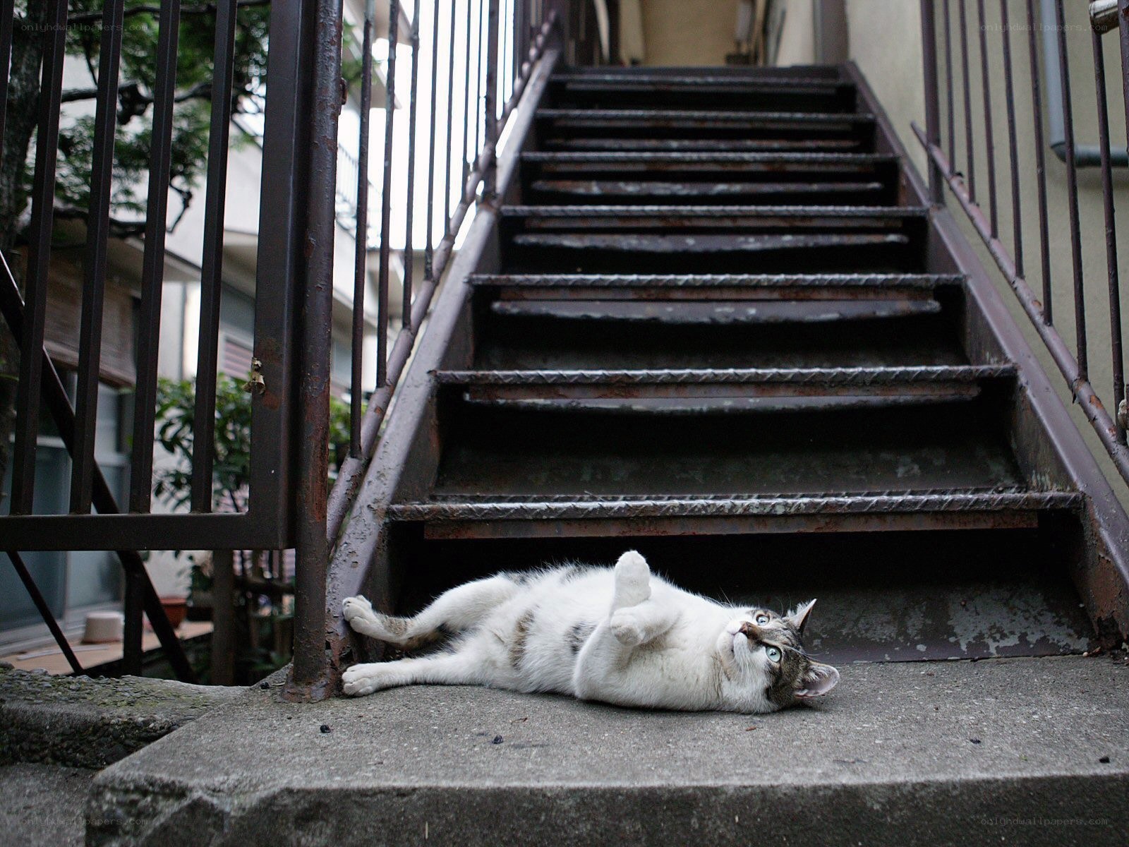 Cat resting on stairs