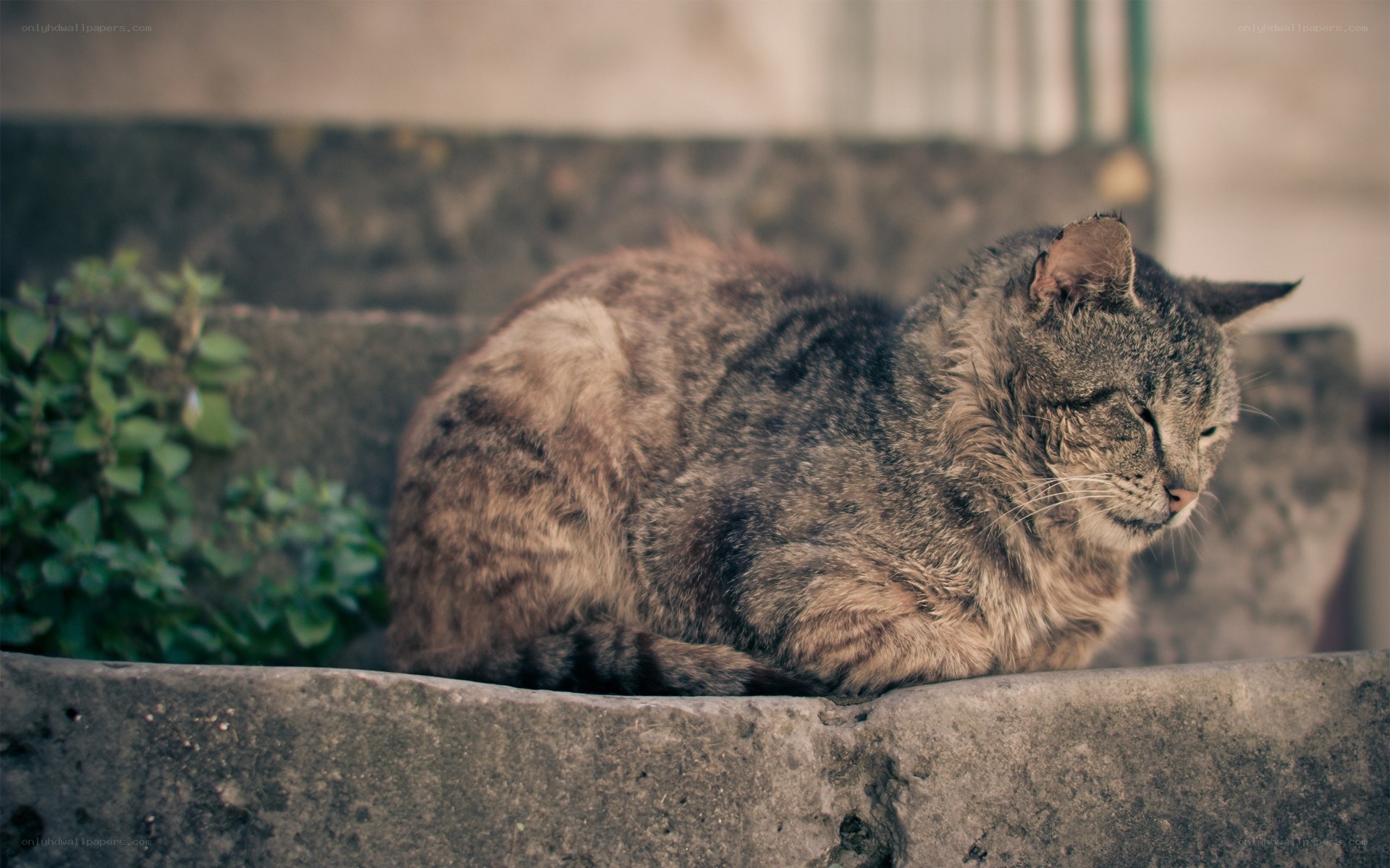 cat resting on stone steps