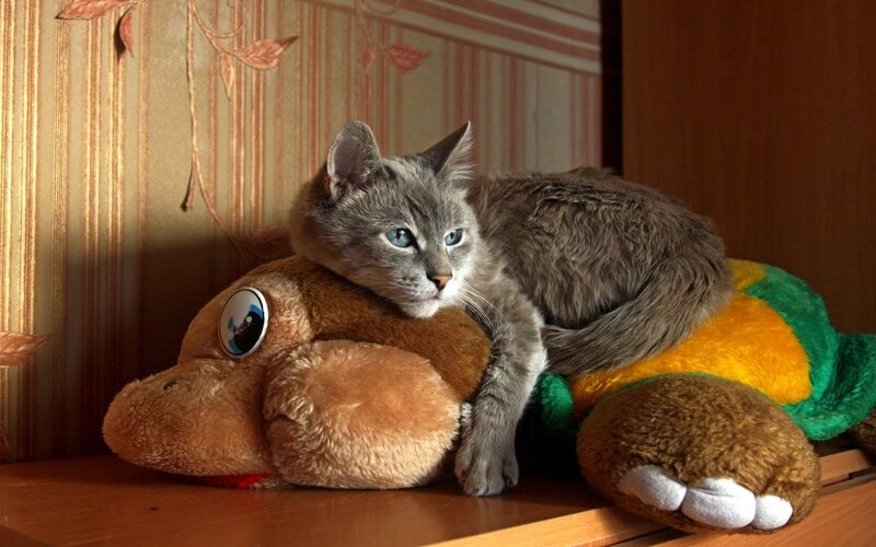 cat resting on stuffed turtle