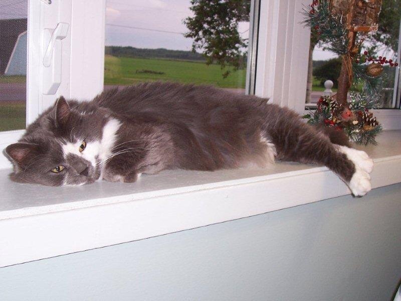 cat resting on windowsill