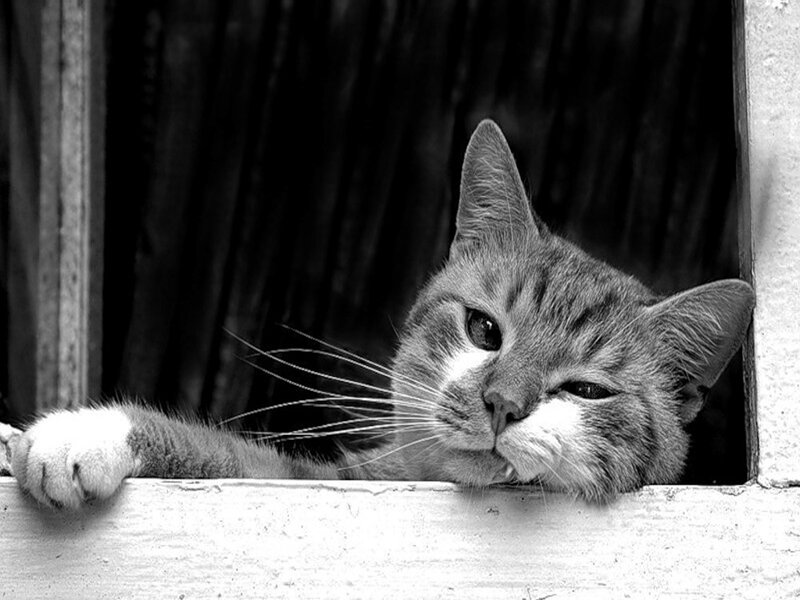 Cat Resting on Windowsill — Black