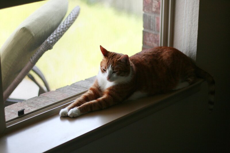 cat resting on windowsill