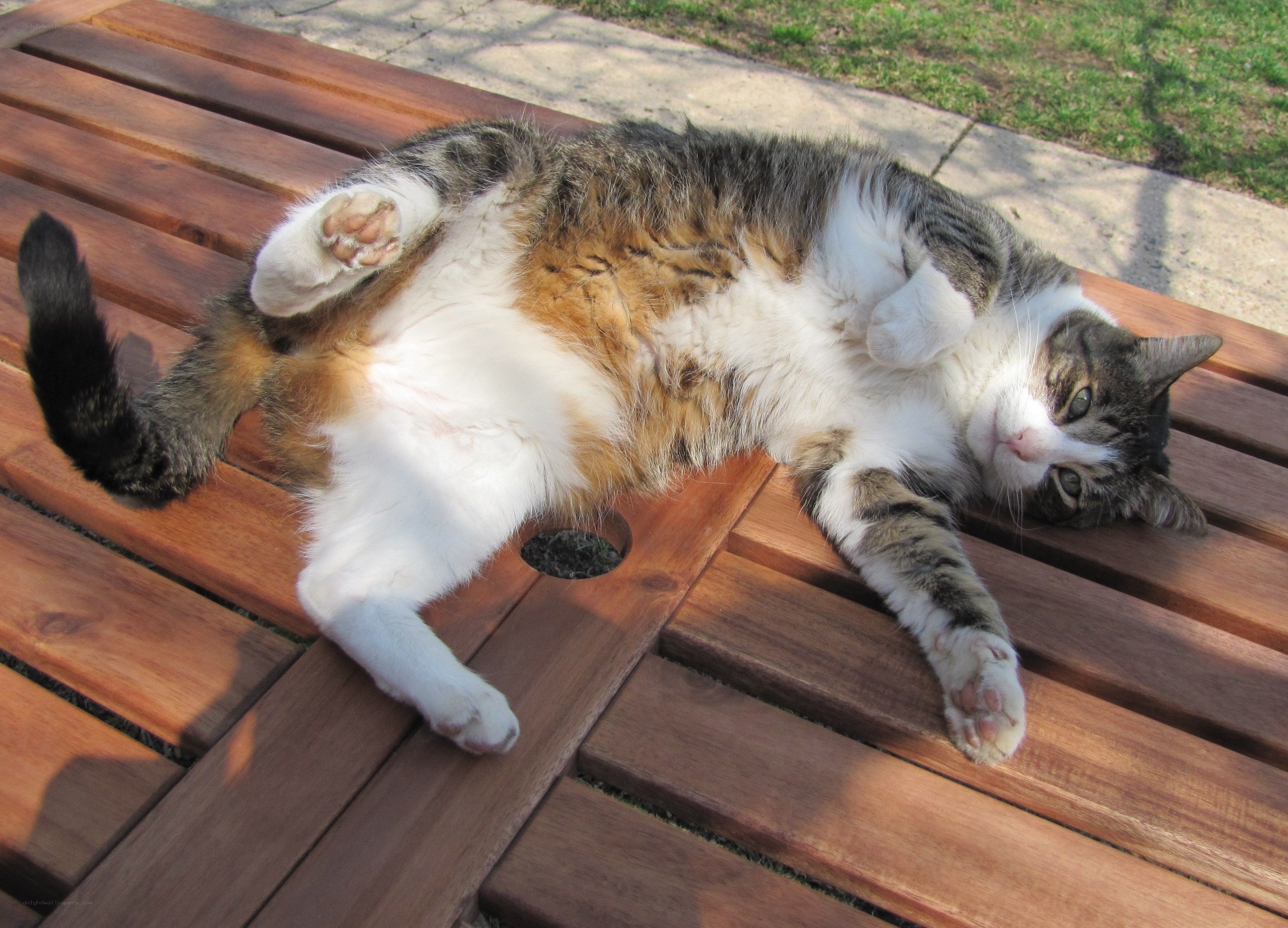 Cat resting on wooden bench