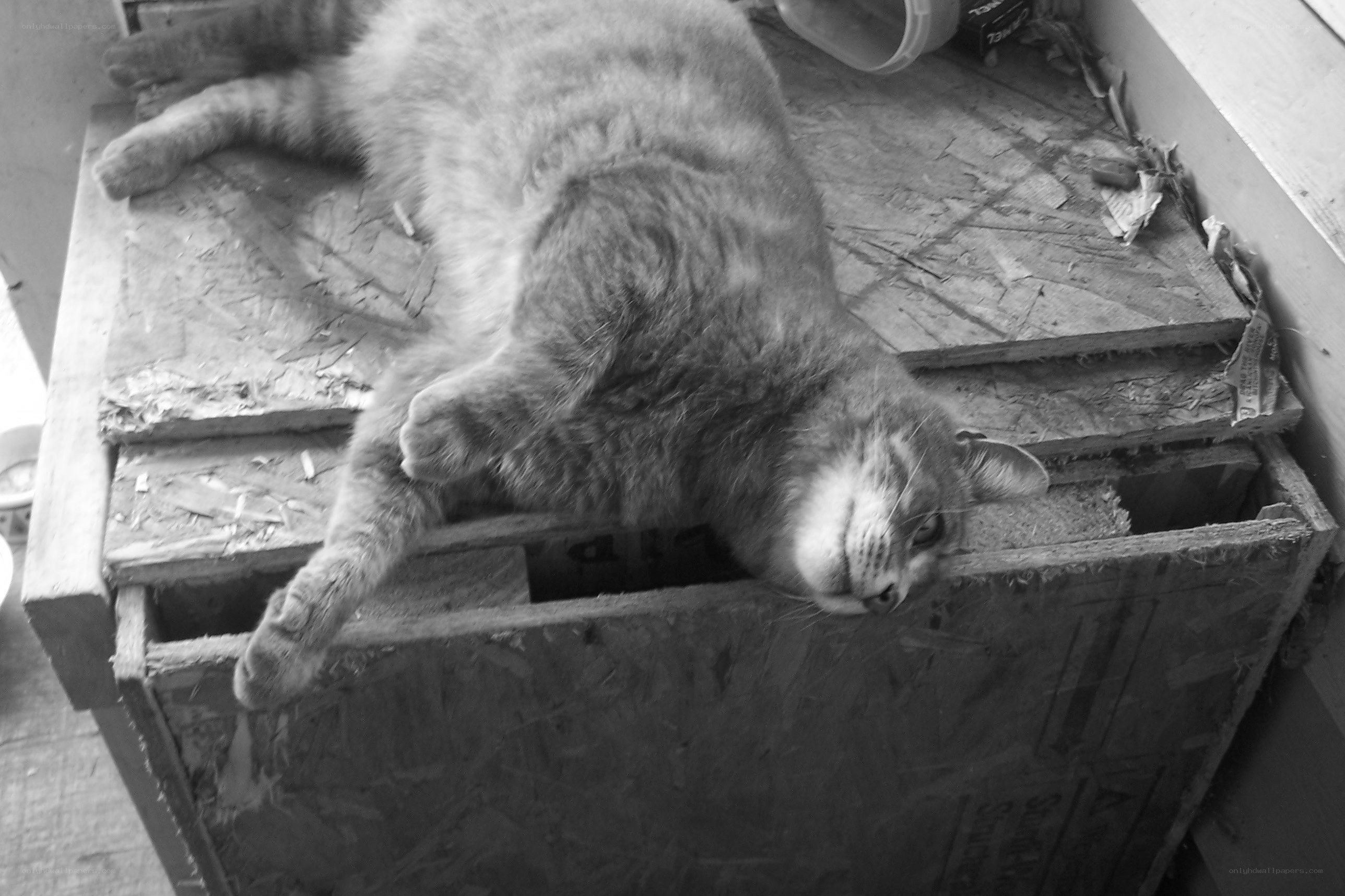 Cat resting on wooden box