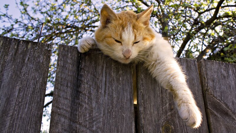 cat resting on wooden fence