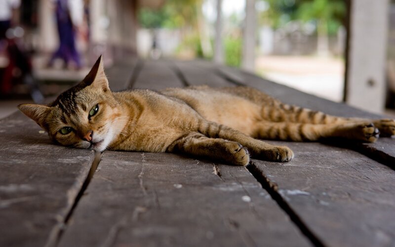cat resting on wooden table