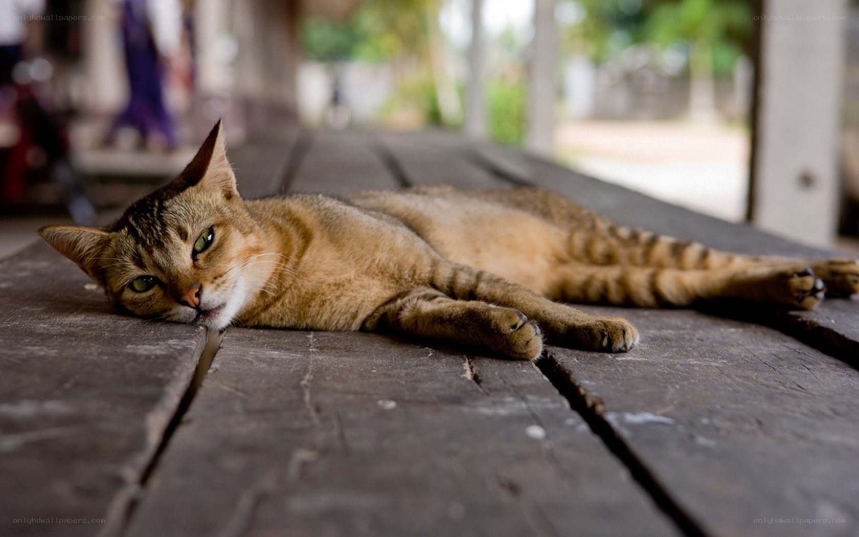 cat resting on wooden table