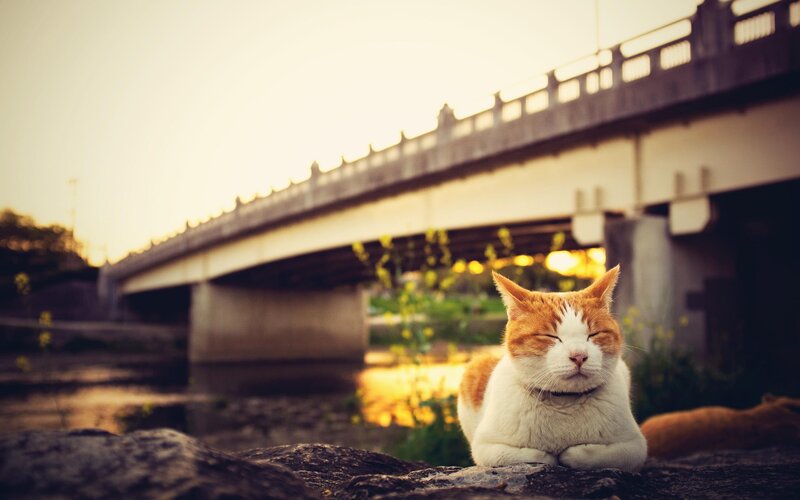 cat resting under a bridge