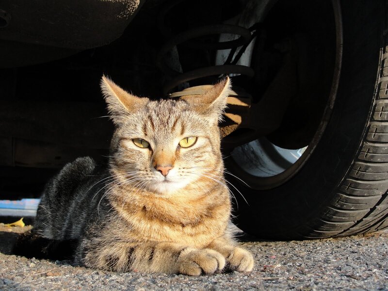 Cat resting under a car