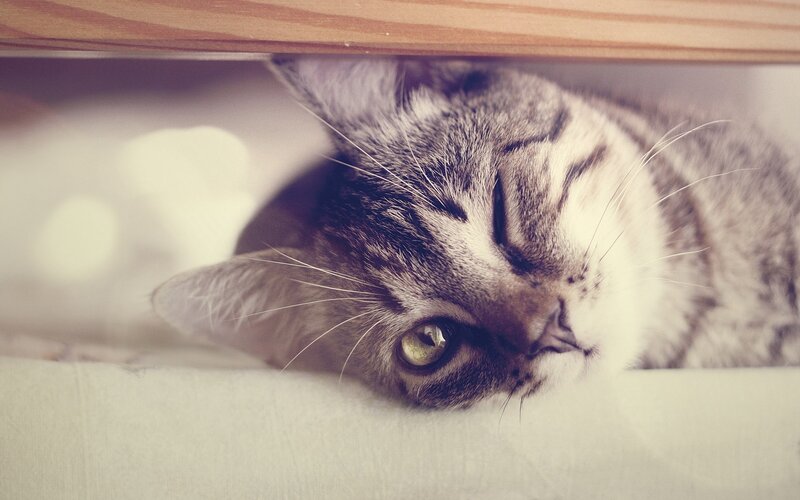 cat resting under furniture