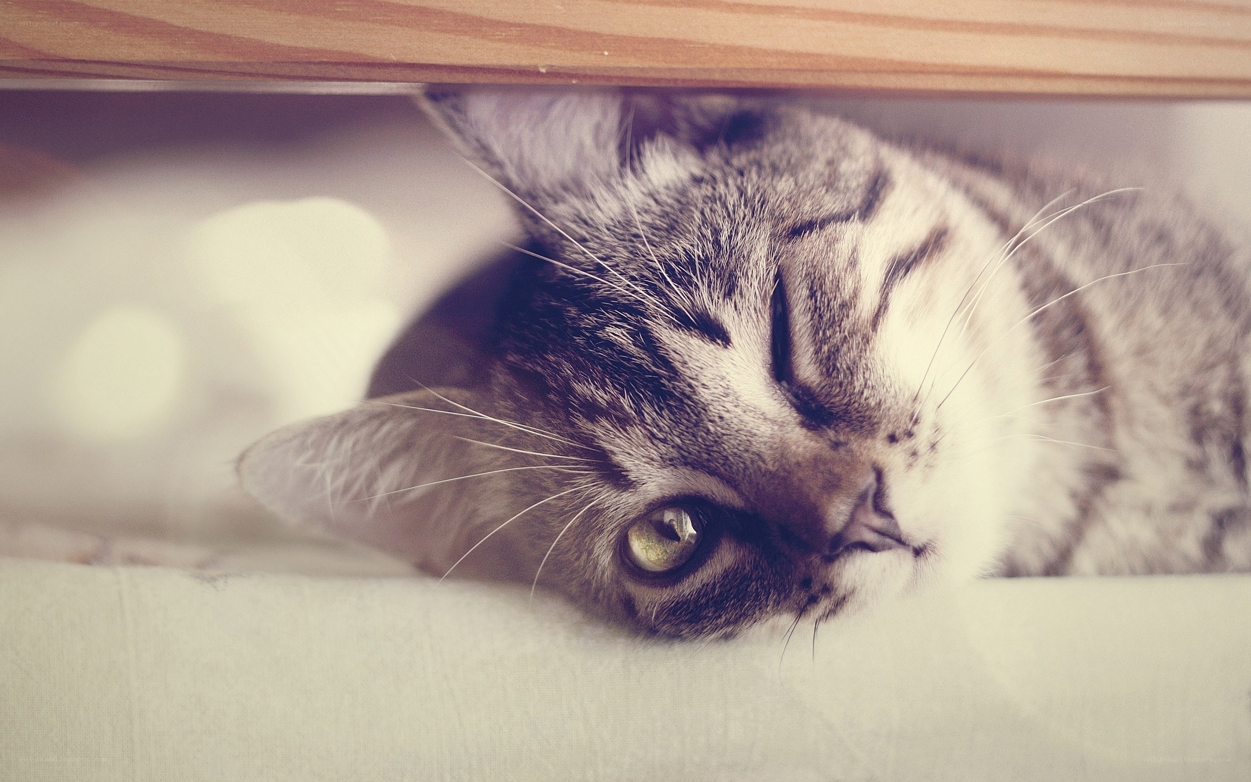 cat resting under furniture