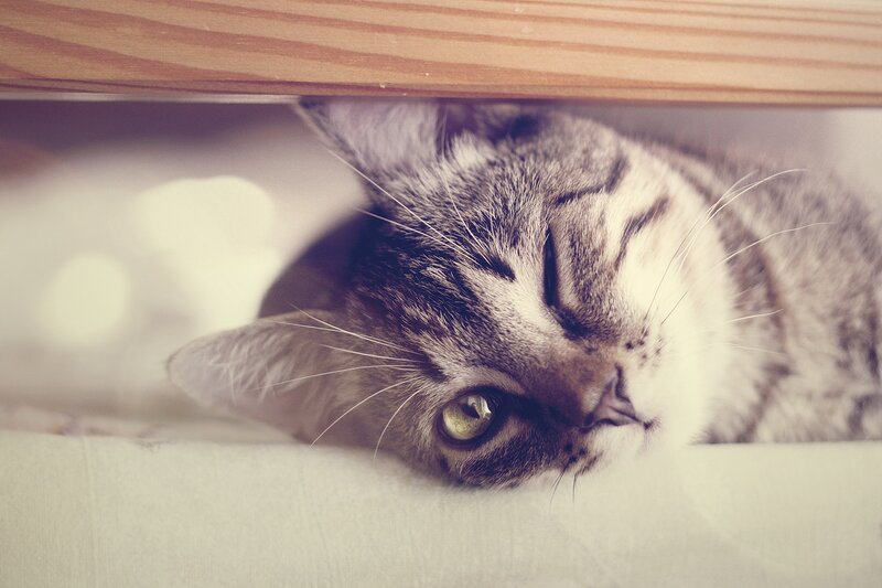 cat resting under furniture