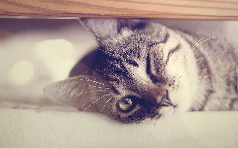 cat resting under furniture