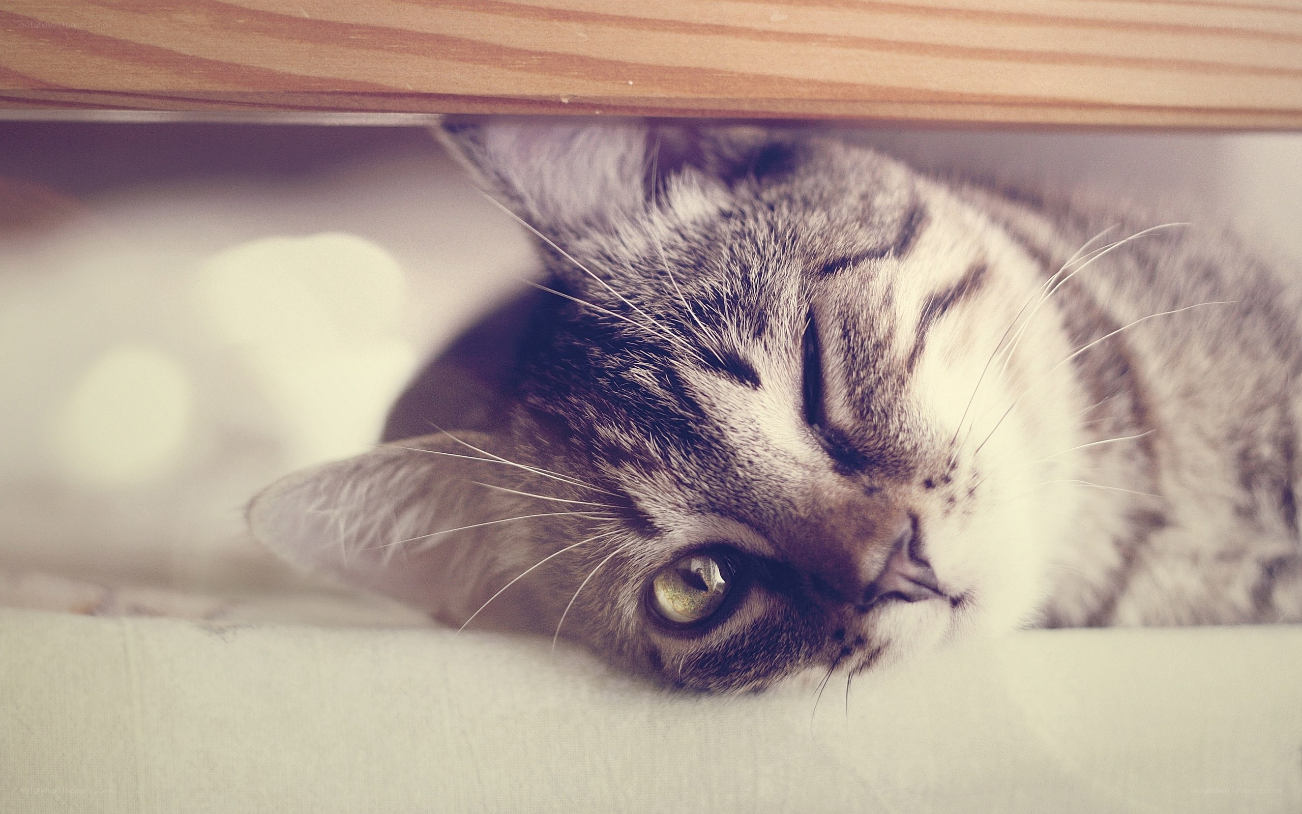 cat resting under furniture