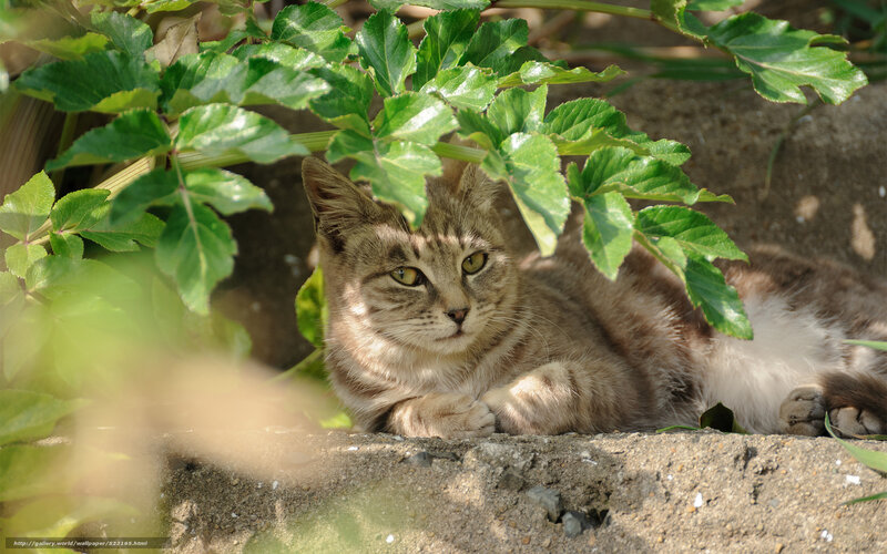 Cat resting under green leaves