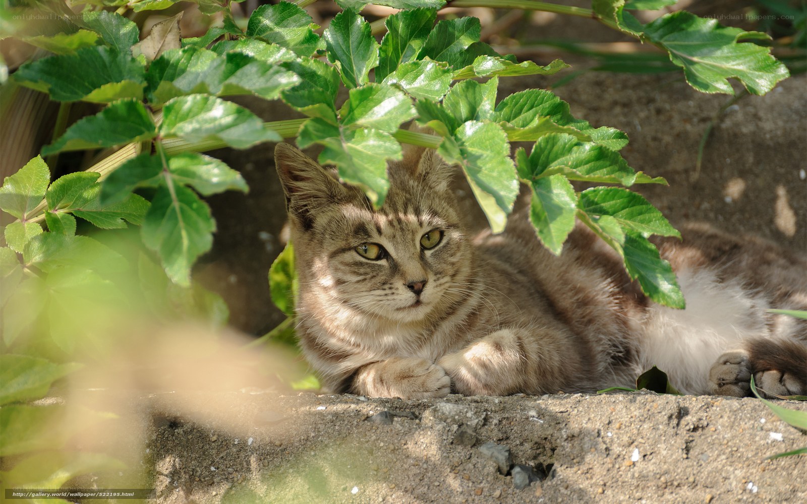 Cat resting under green leaves