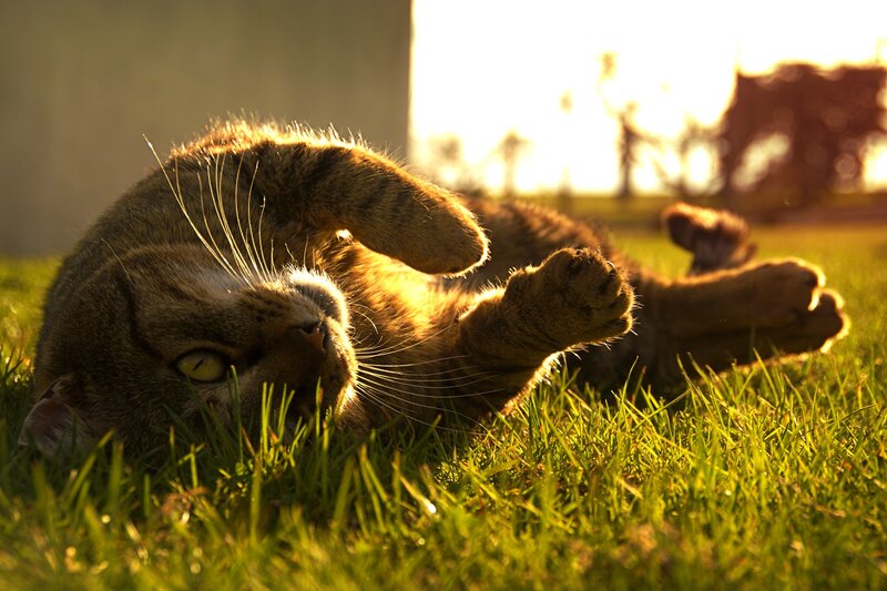 cat rolling in the grass