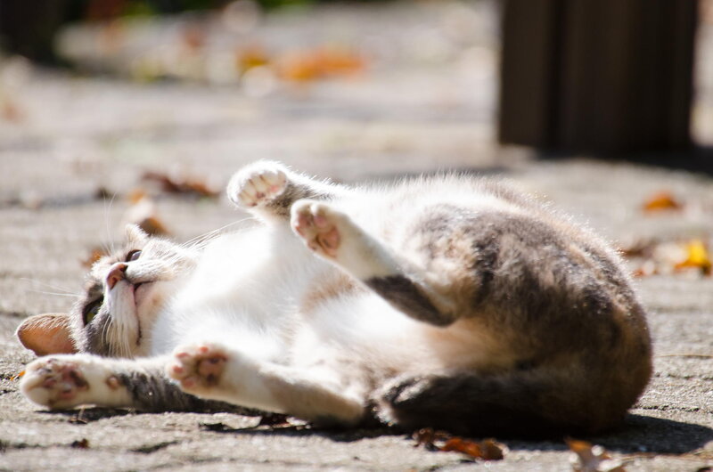 Cat Rolling on Back