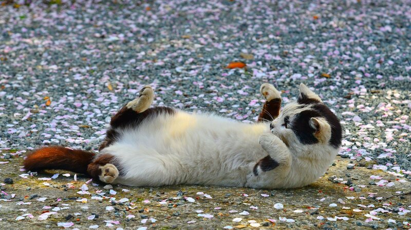 Cat Rolling on Back — White