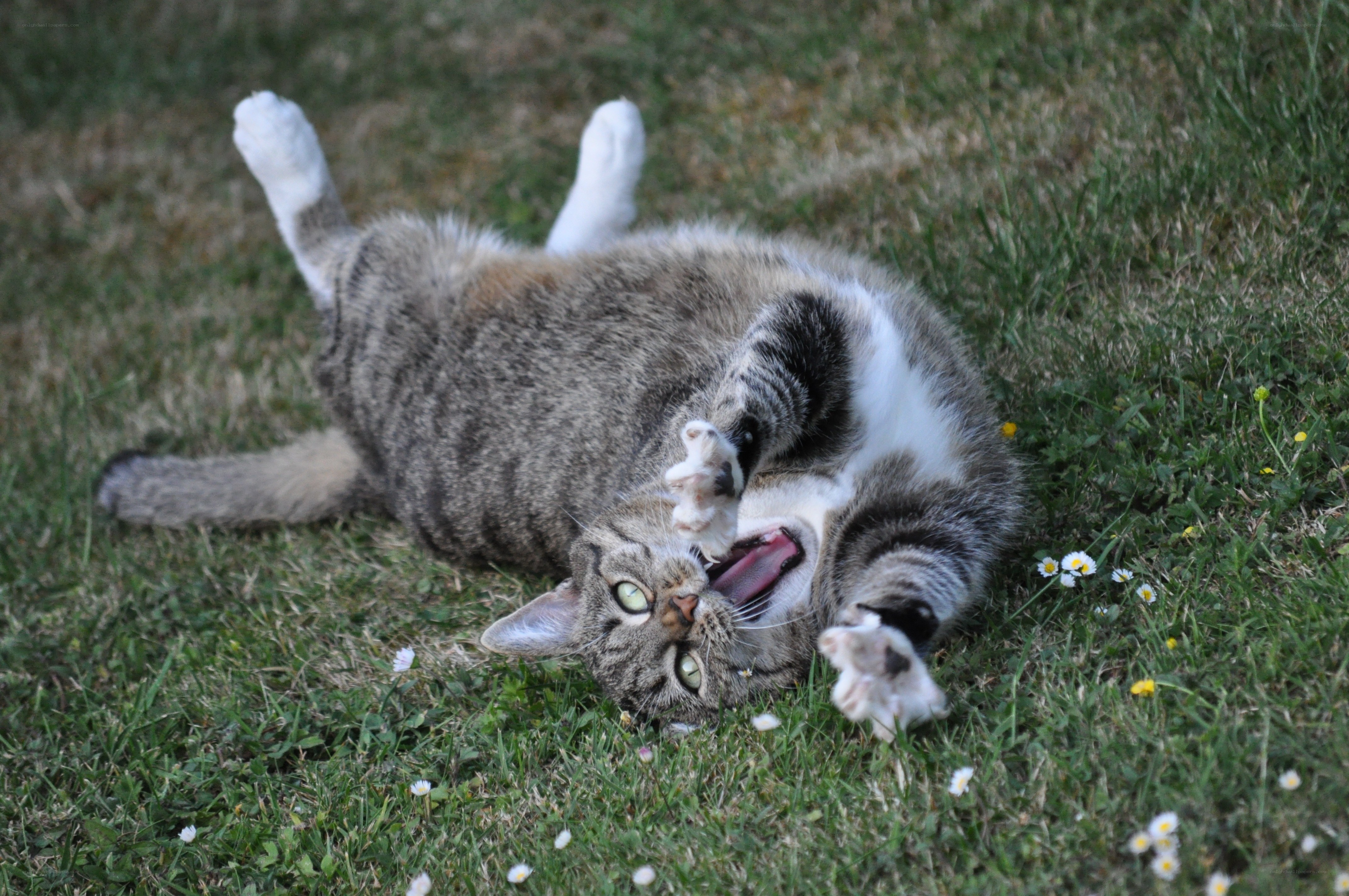 cat rolling on grass