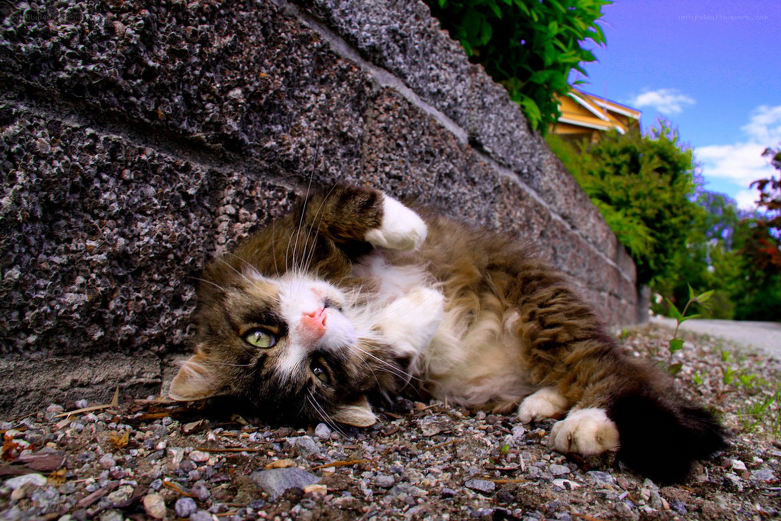 cat rolling on gravel