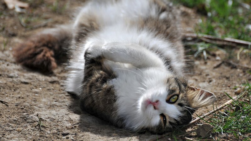 cat rolling on its back