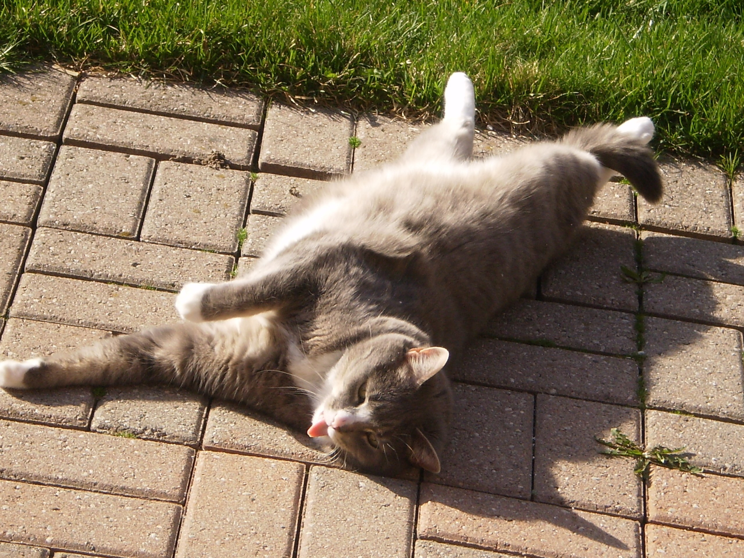 cat rolling on its back