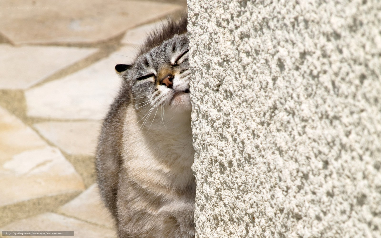 cat rubbing against wall