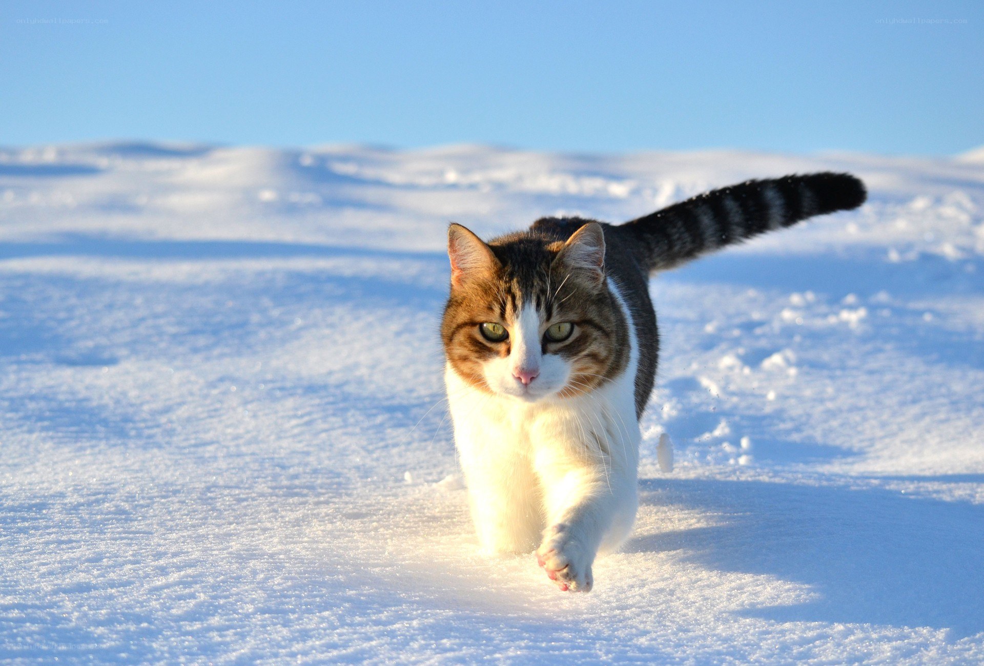 Cat running in the snow