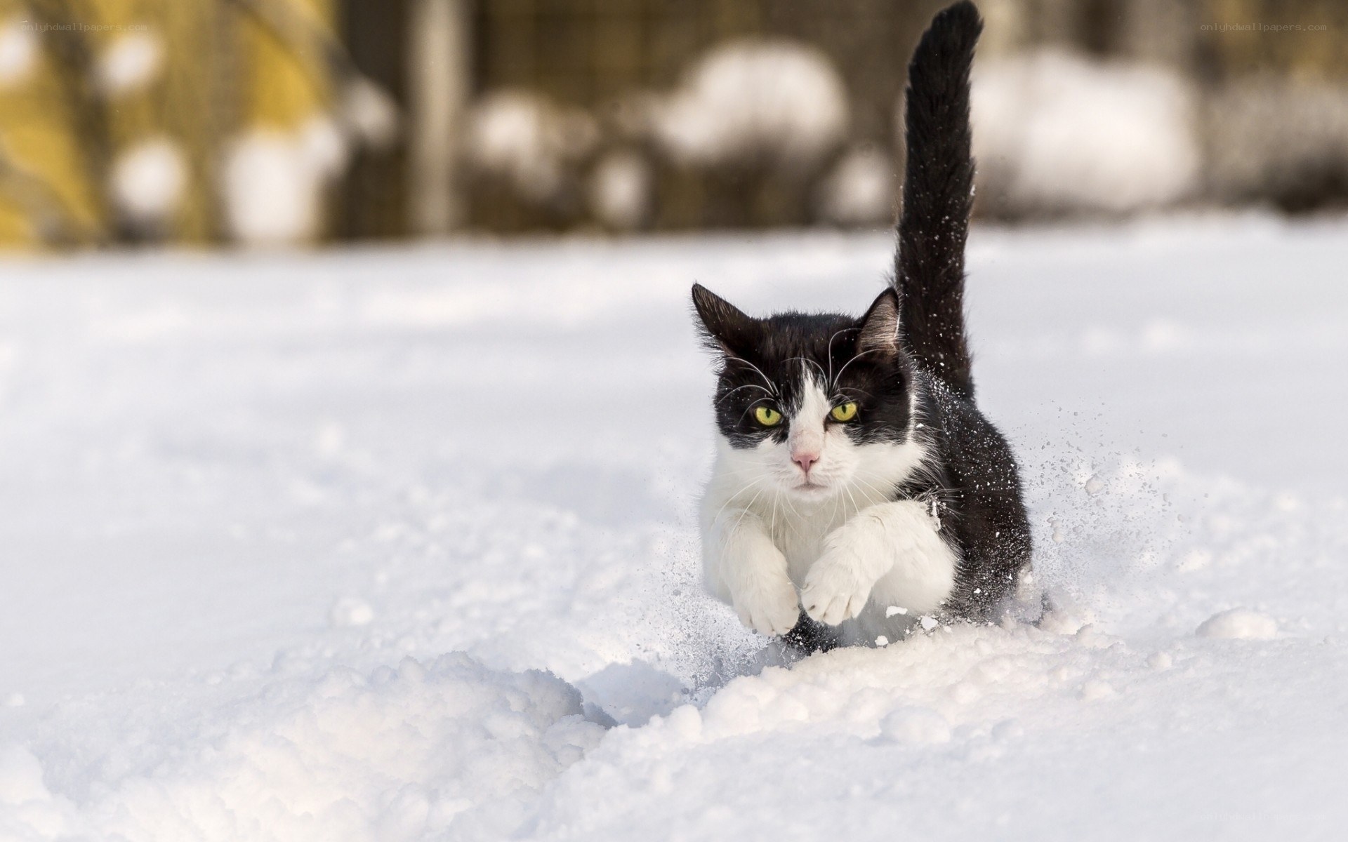 cat running in the snow