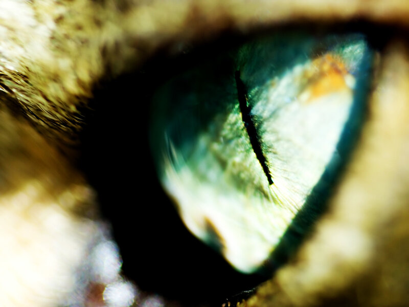 Cat's Eye Close-up — Green