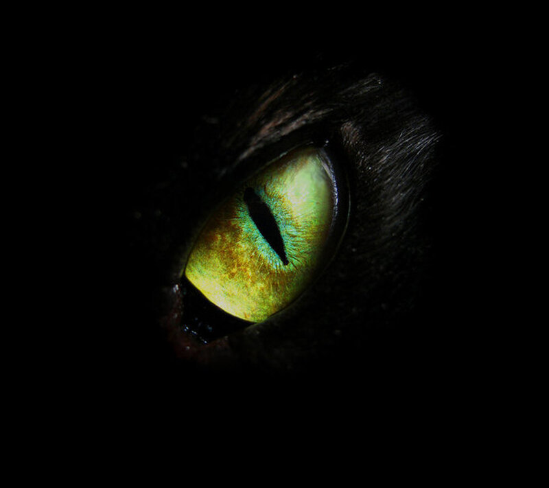 Cat's Eye in Darkness