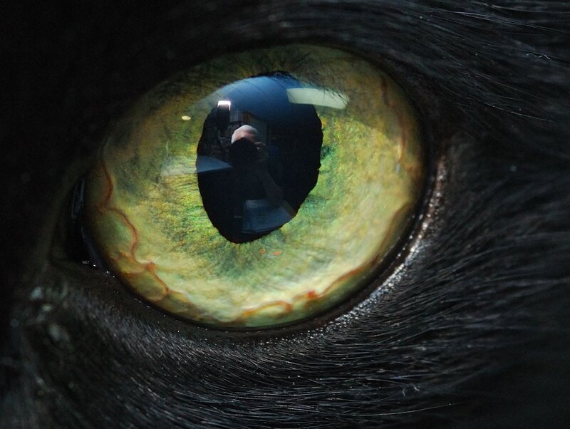 Cat's Eye Reflection