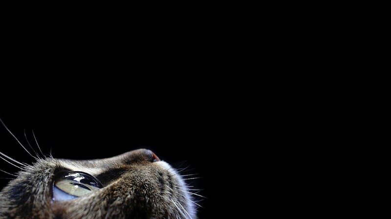 Cat's Face in Close-up