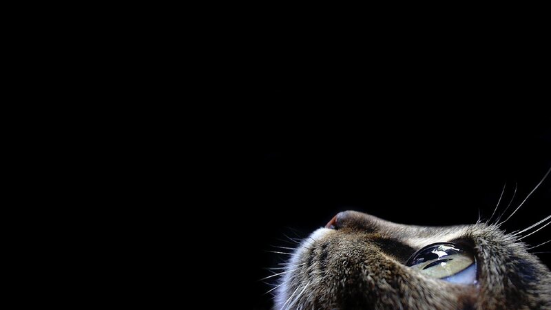 Cat's Face in Darkness — Black, Dramatic