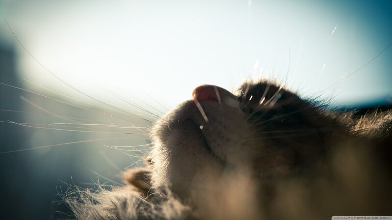 Cat's Face in Sunlight — Brown