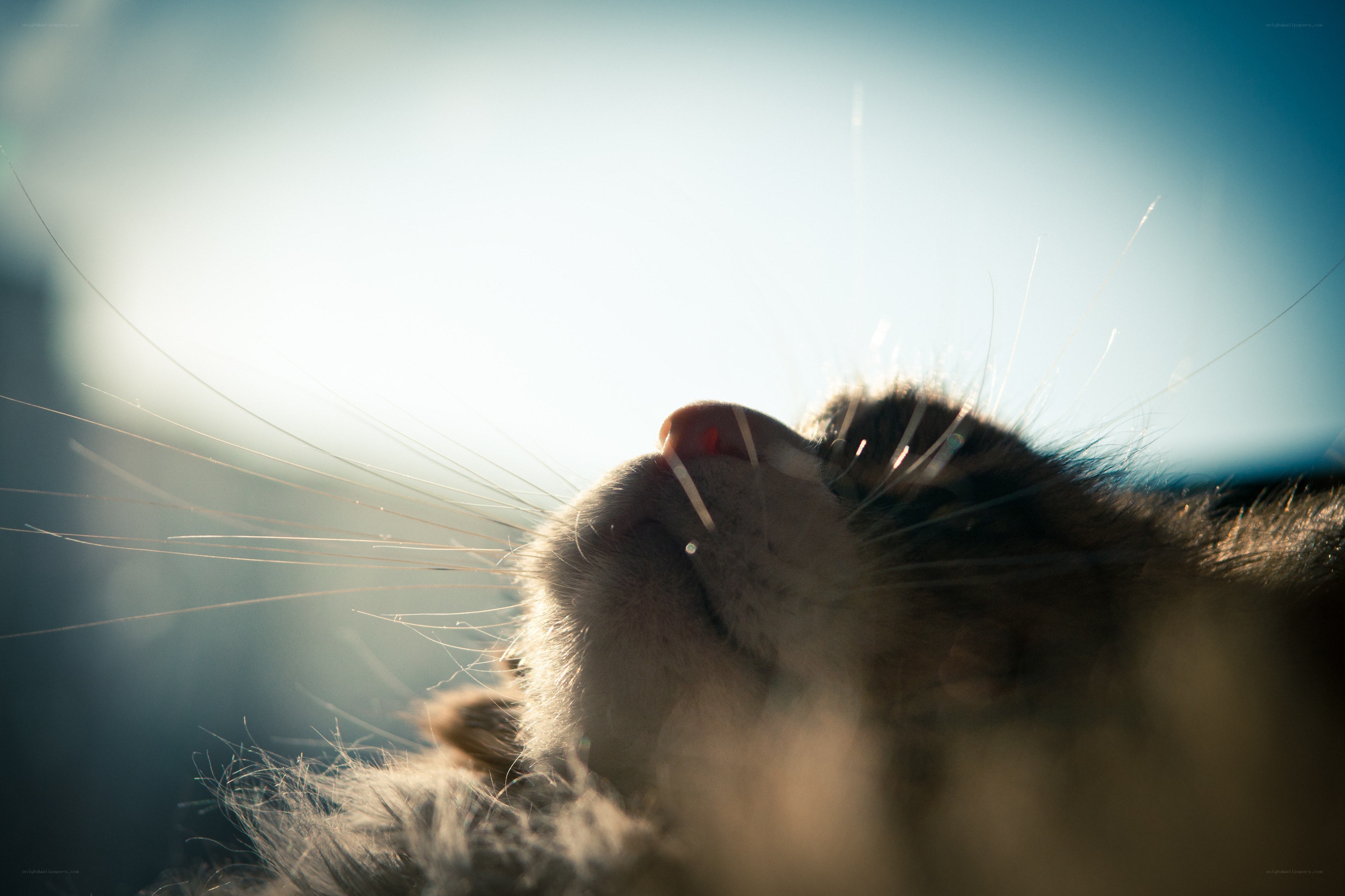 cat's face in sunlight