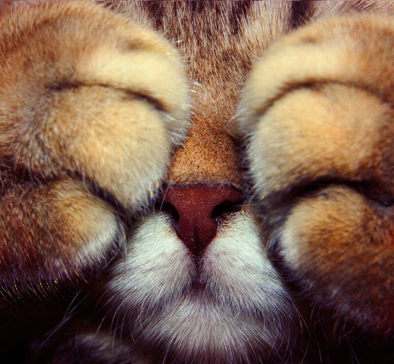 Cat's Face with Paws